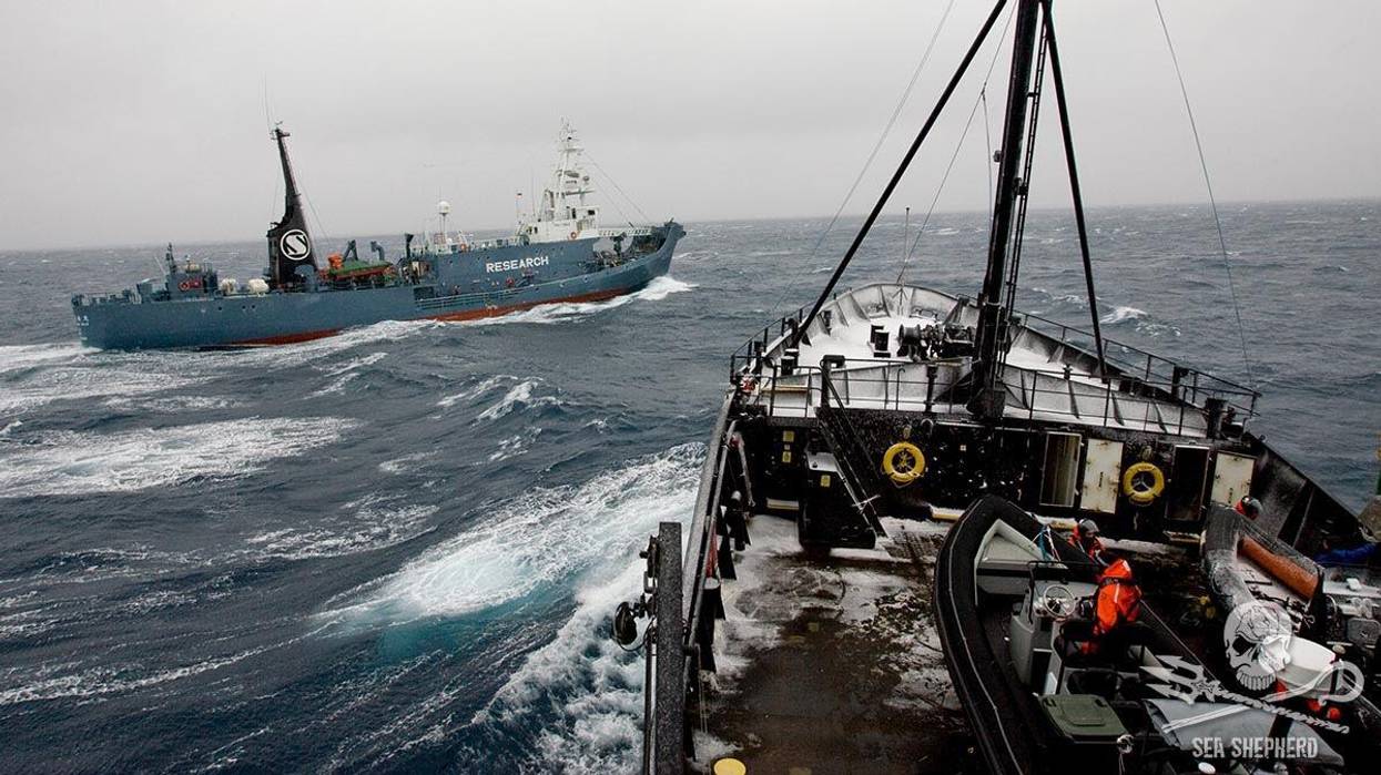 Sea Shepherd