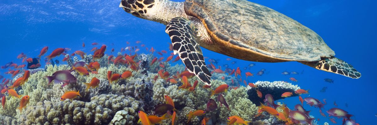 Sea turle swimming above coral reef