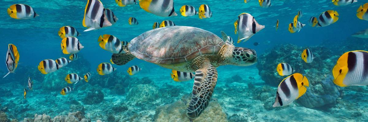 Sea turtle with school of fish French Polynesia