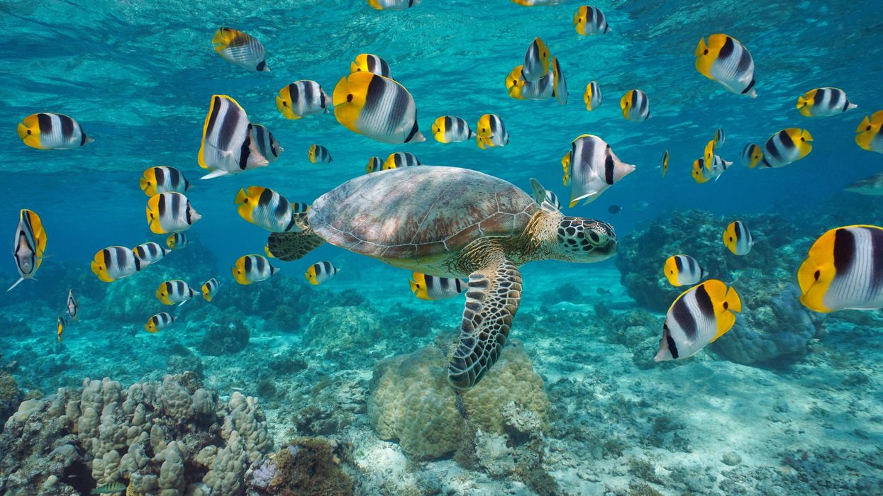 Sea turtle with school of fish French Polynesia