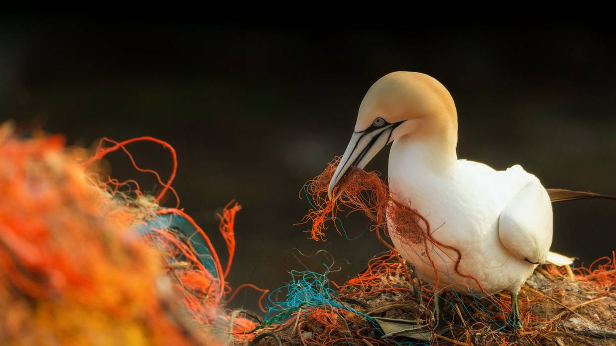 seabirds plastic