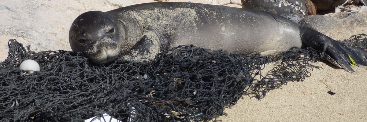 Seal lying on sand
