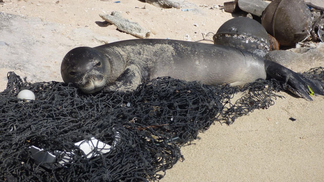 Seal lying on sand