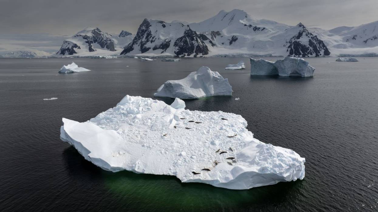Seals rest on ice mass in Antarctica