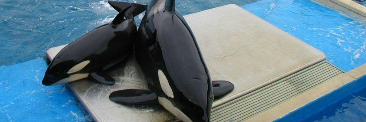 Repulsed by Animal Cruelty, Attendance (and Profits) at SeaWorld Plummet