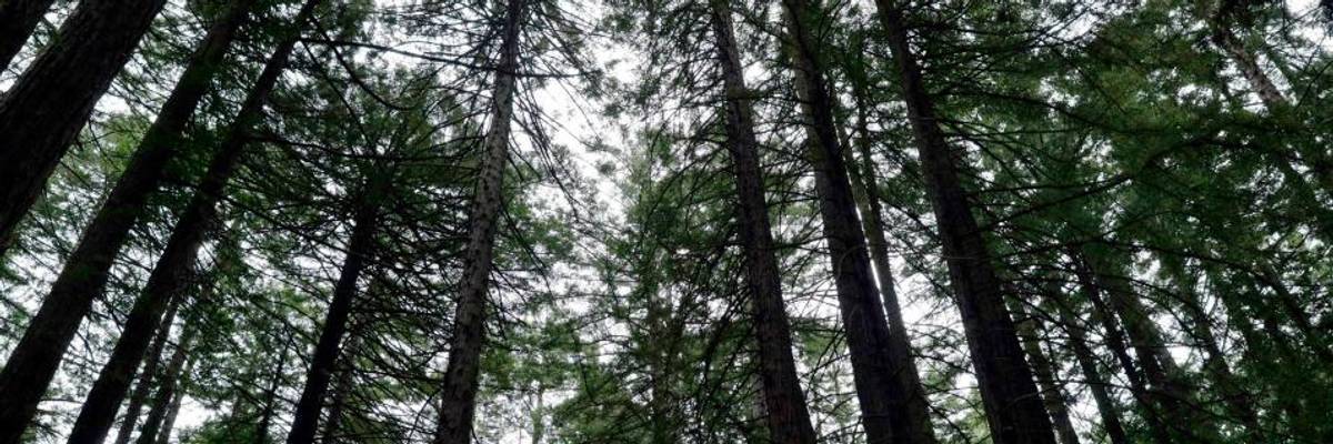 Climate Group Calls Biden's Earth Day Order for Old-Growth Forests 'Grossly Inadequate'