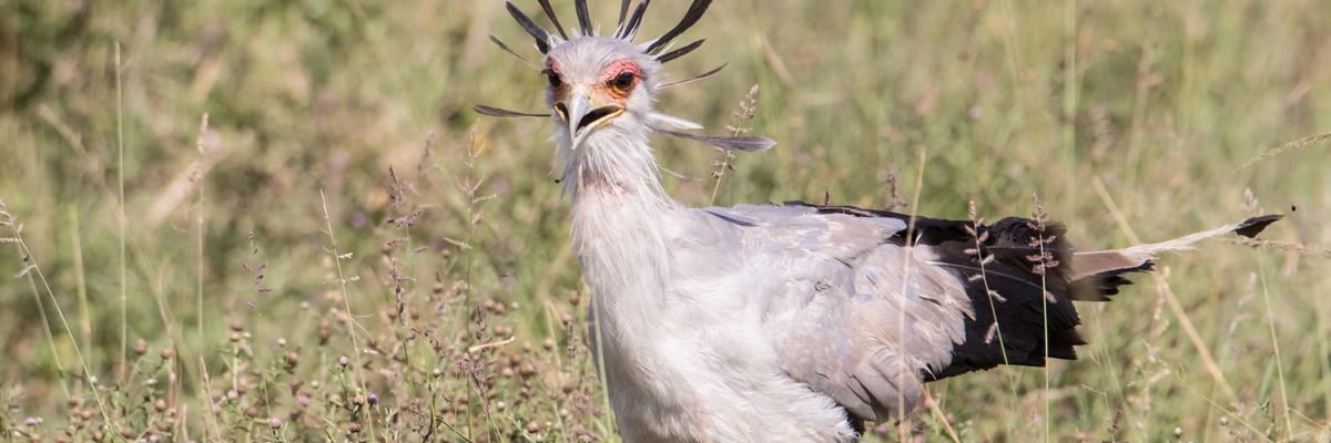 secretary bird