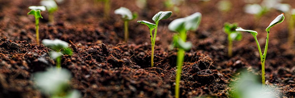 Seedlings from the soil
