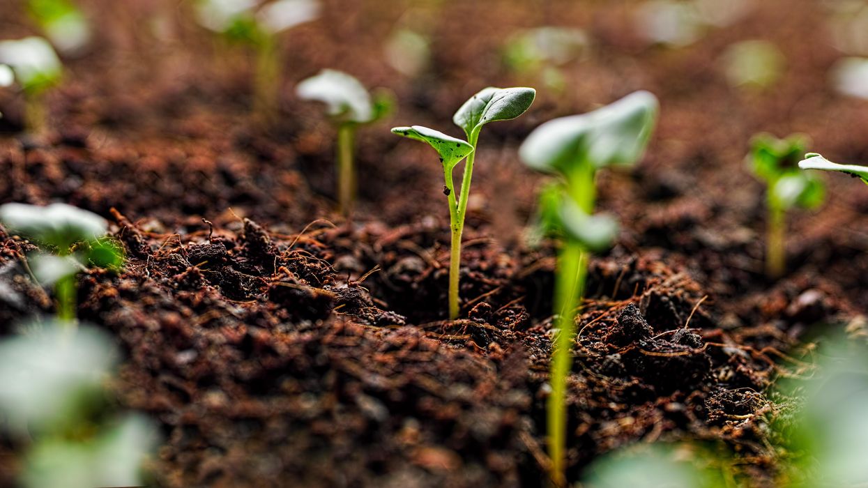 Seedlings from the soil