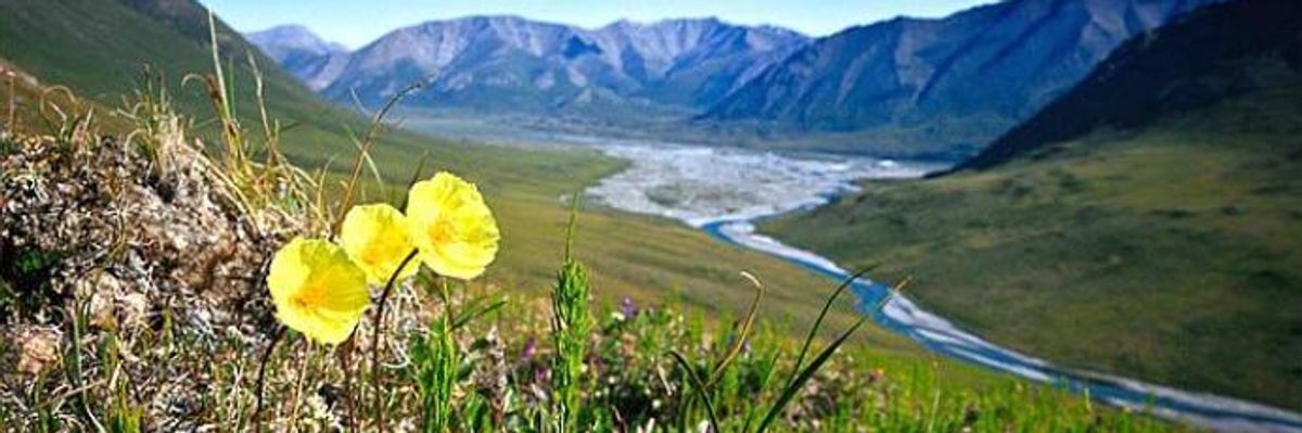 #ProtectTheArctic: Senate Battle Underway to Stop GOP From ANWR Drilling