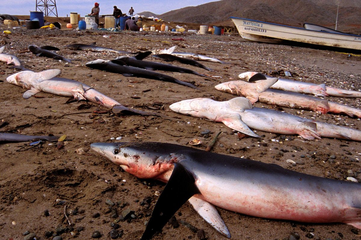 How many sharks are caught each year? - Save Our Seas Foundation