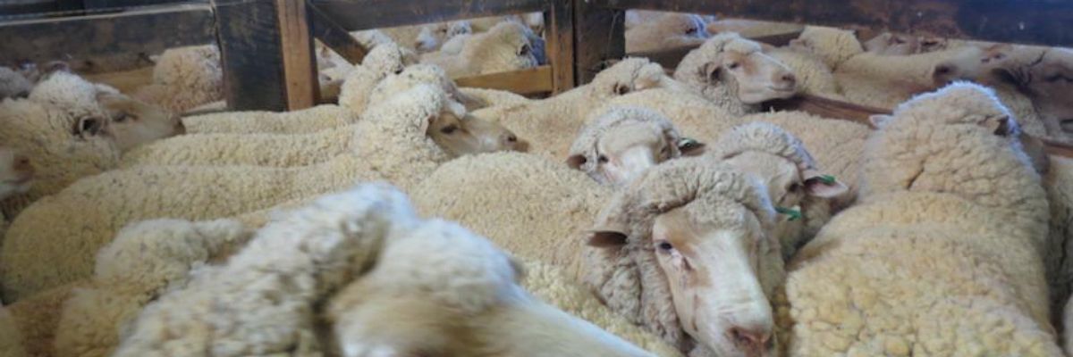 Exposed: Abuse, Cruelty at Sheep-Shearing Operations in US and Australia