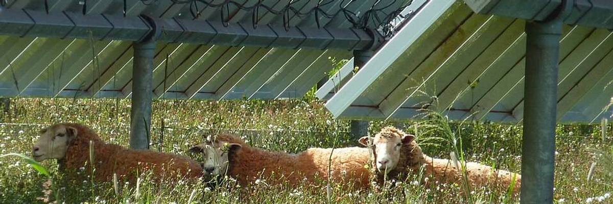Sheep under solar panels.