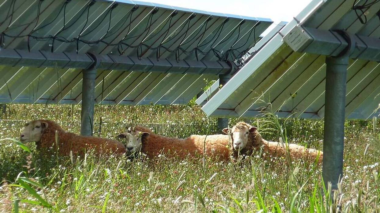 Sheep under solar panels.