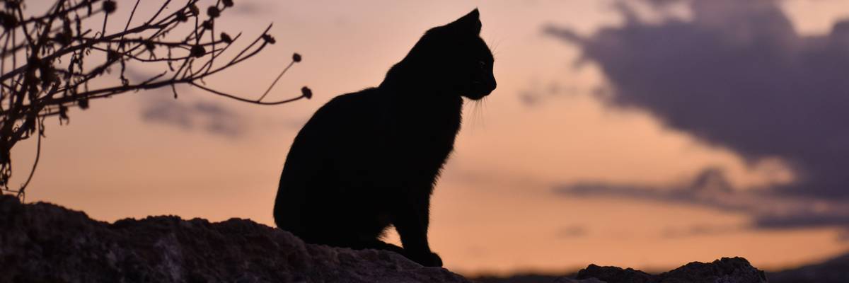silhouette of cat