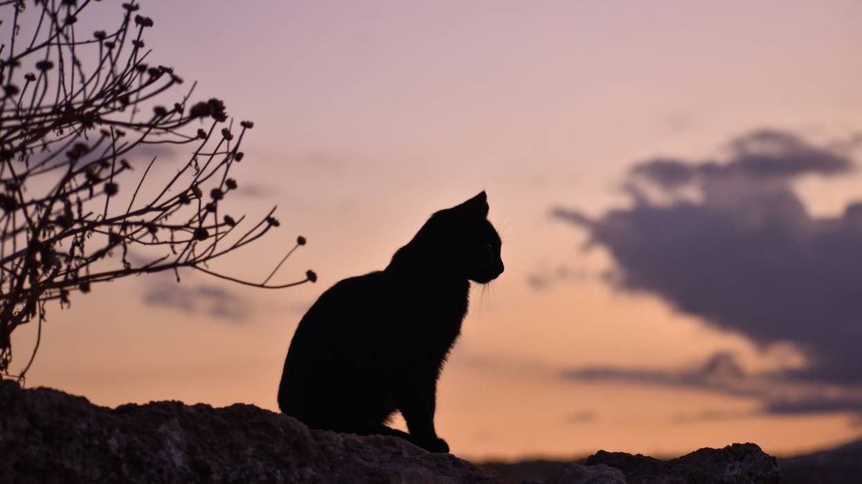 silhouette of cat