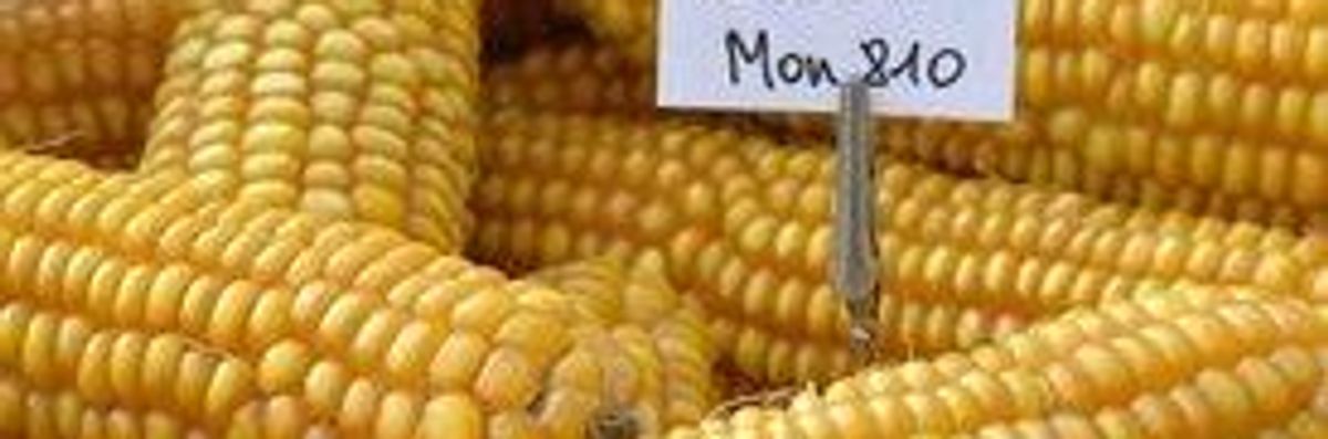 France to EU: Stop Monsanto's Corn