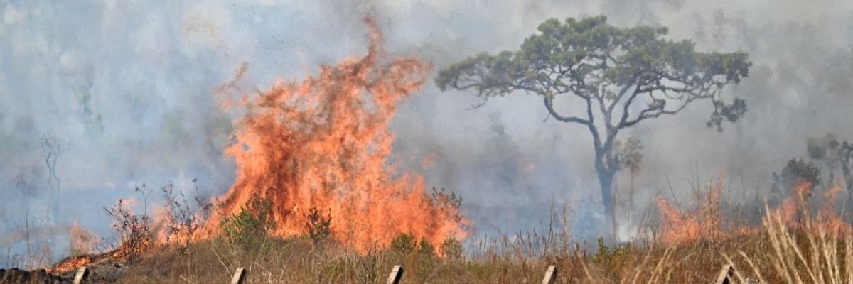Smoke and flames arise from a forest fire