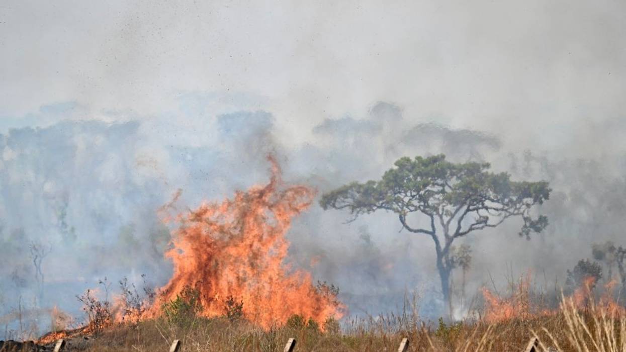 Smoke and flames arise from a forest fire