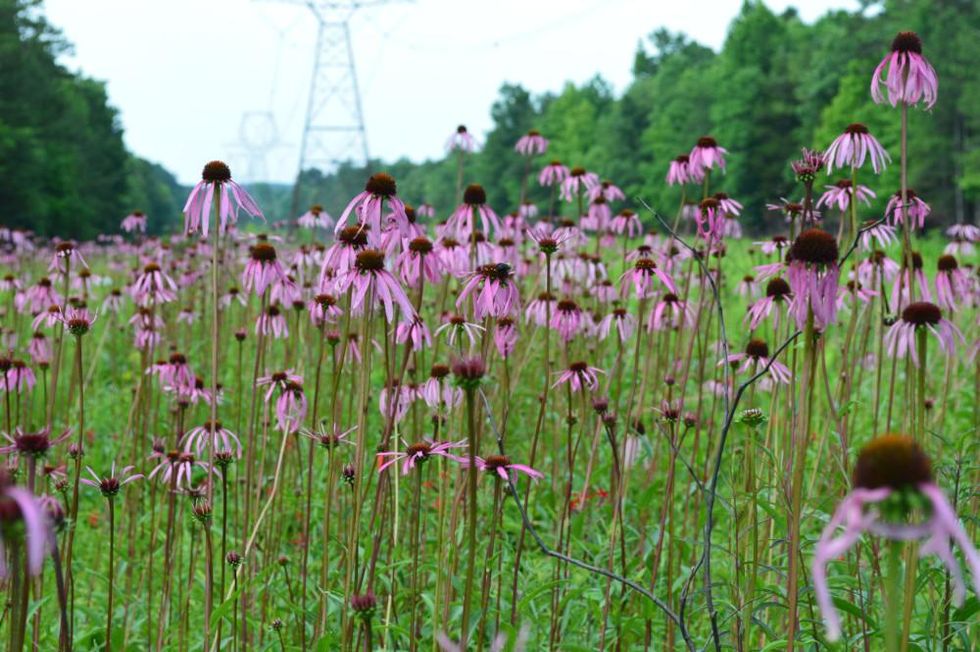 smooth coneflower