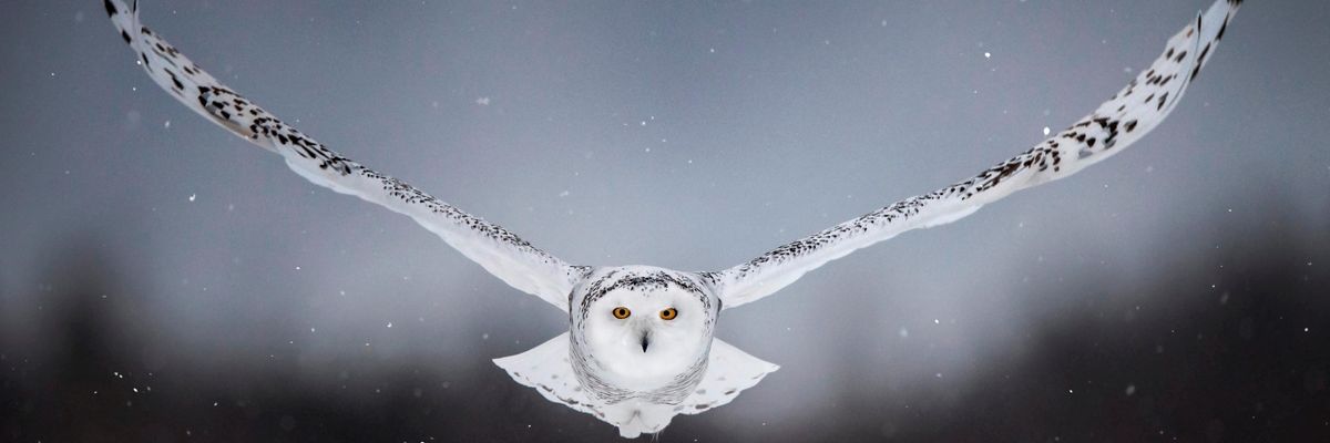 Snowy owl in flight.