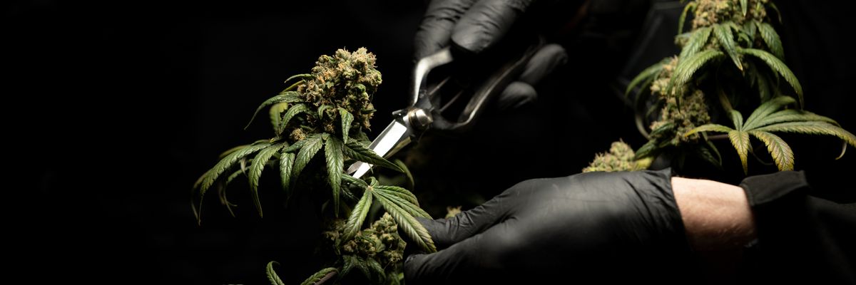 Someone clipping a marijuana plant with scissors