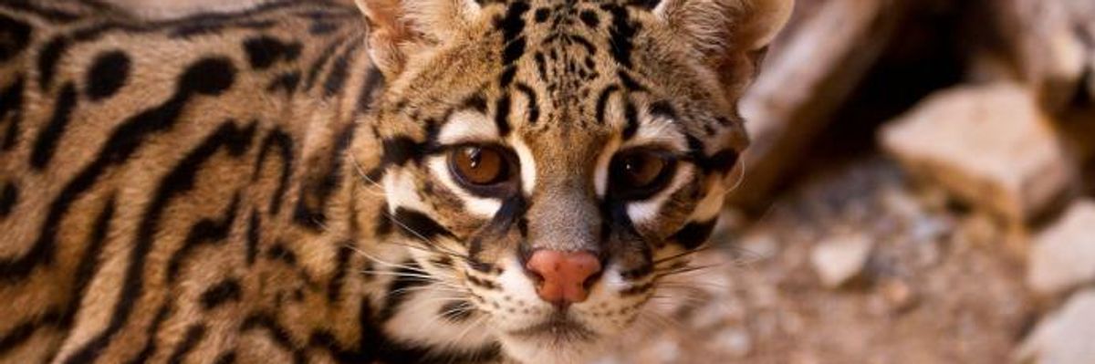 Challenge to Trump's Environmentally Disastrous Plan to 'Wreak Havoc Along the Border' Blocked by Supreme Court