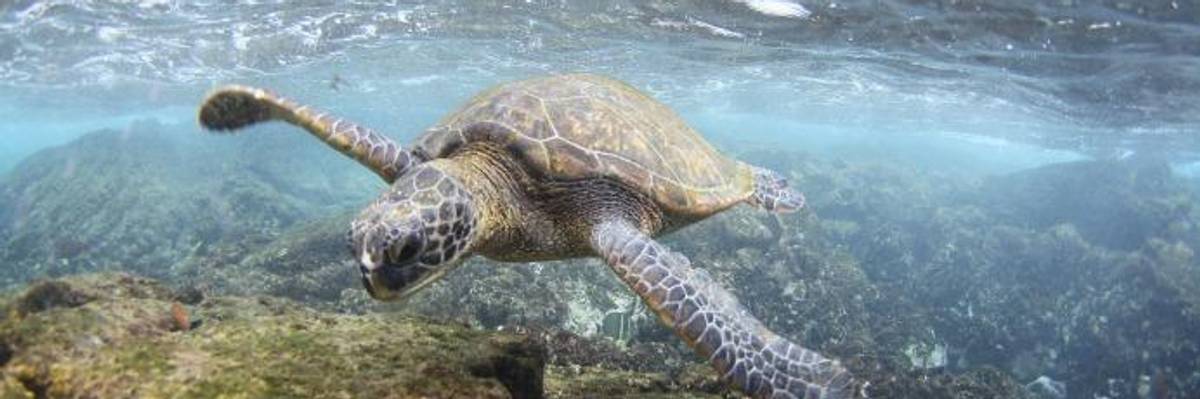 Affirming Belief That Waters Are for Drilling and Pillaging, Trump Erases Ocean Protection Policy