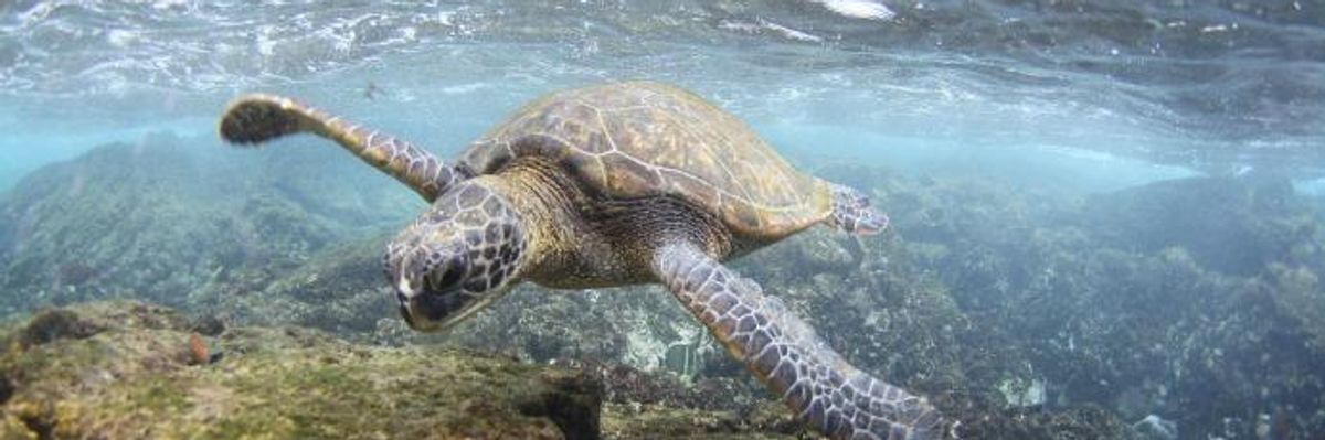 Affirming Belief That Waters Are for Drilling and Pillaging, Trump Erases Ocean Protection Policy