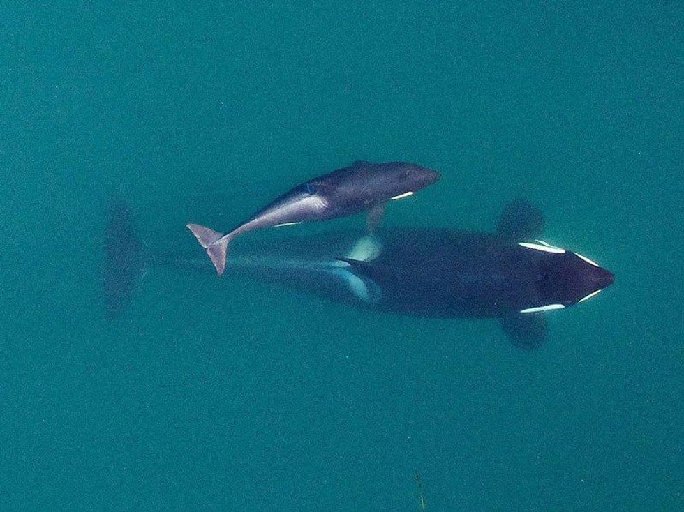 Southern_Resident_Killer_Whale_NOAA_FPWC_06.jpg