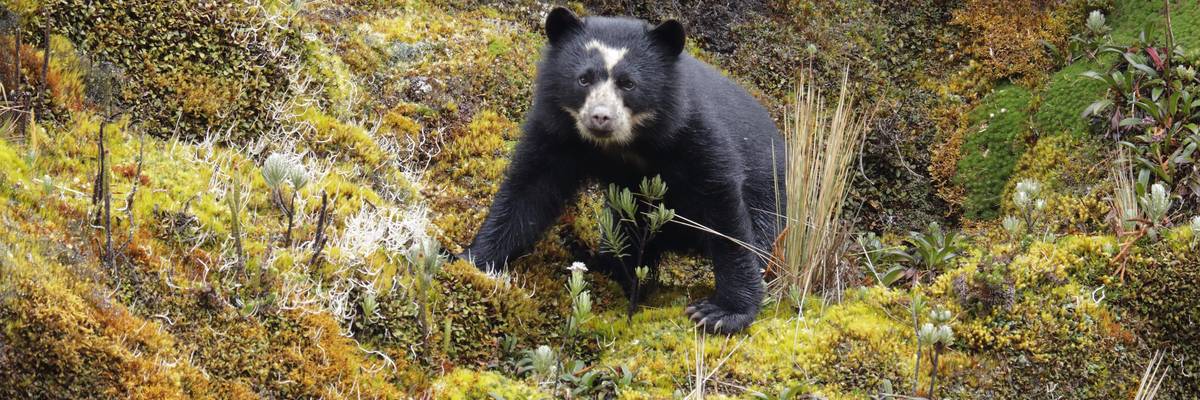 Spectacled Bear (Tremarctos ornatus) at Cayambe-Coca ecological reserve, Ecuador.