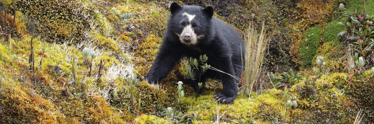 Spectacled Bear (Tremarctos ornatus) at Cayambe-Coca ecological reserve, Ecuador.