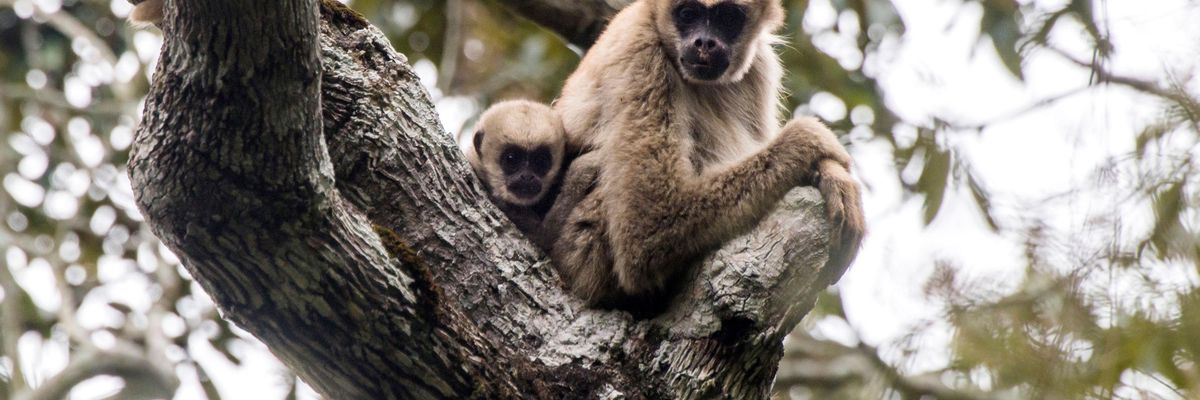 spider monkey and baby