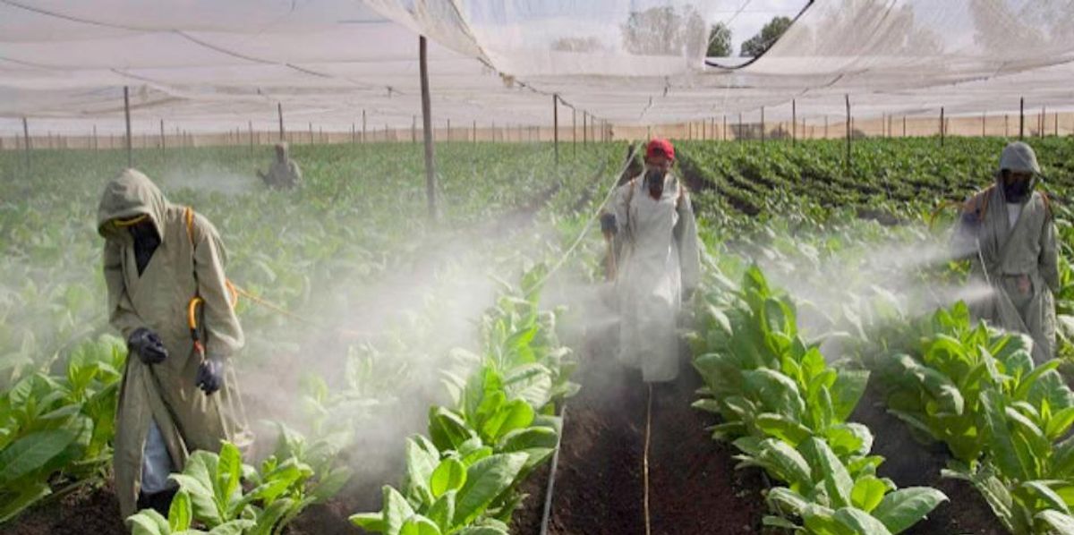 is tobacco a pesticide Opinion | Pesticides Are Making Children Aggressive is tobacco a pesticide Opinion | Pesticides Are Making Children Aggressive
