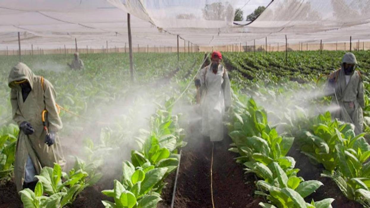 Pesticides Are Making Children Aggressive