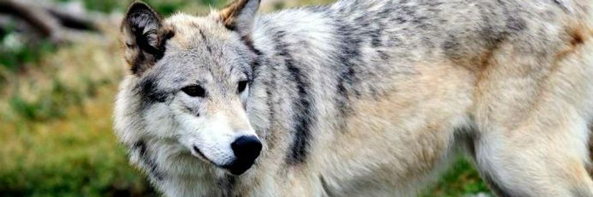 Issuing 'Death Sentence' to Gray Wolves, Trump Admin Moves to Gut Federal Protections