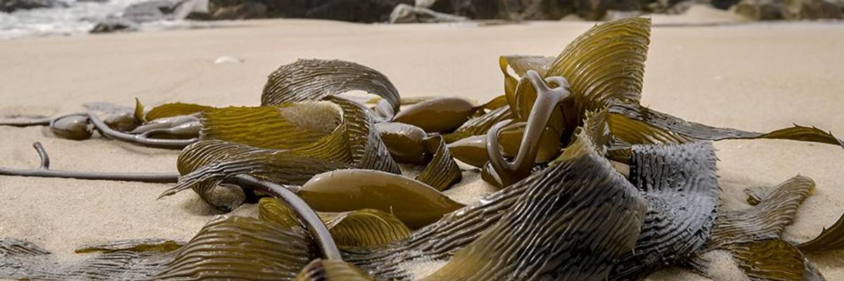 Warming Ocean Currents Affect Weather and Environment