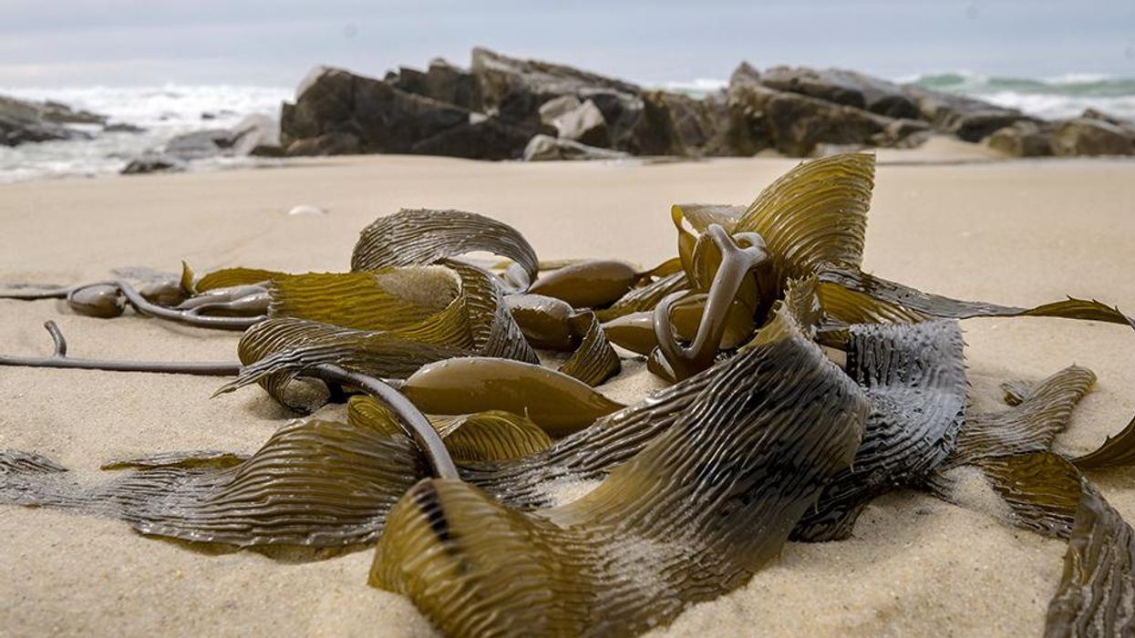 Warming Ocean Currents Affect Weather and Environment