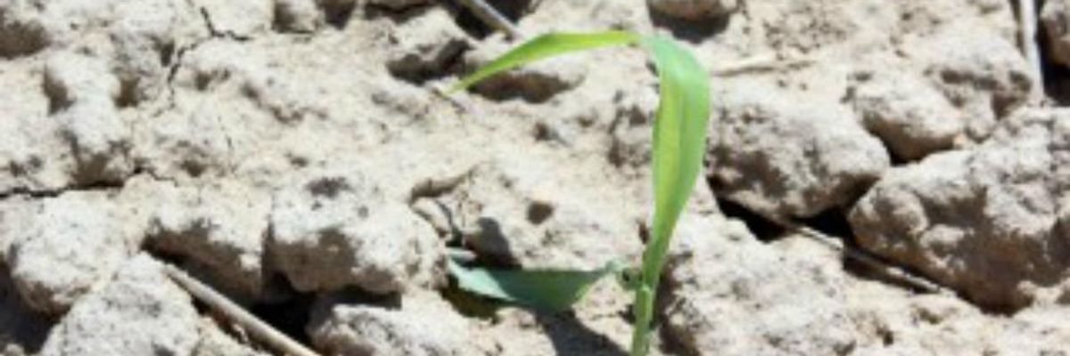 During Extreme Drought, Farmers Try for Resiliency