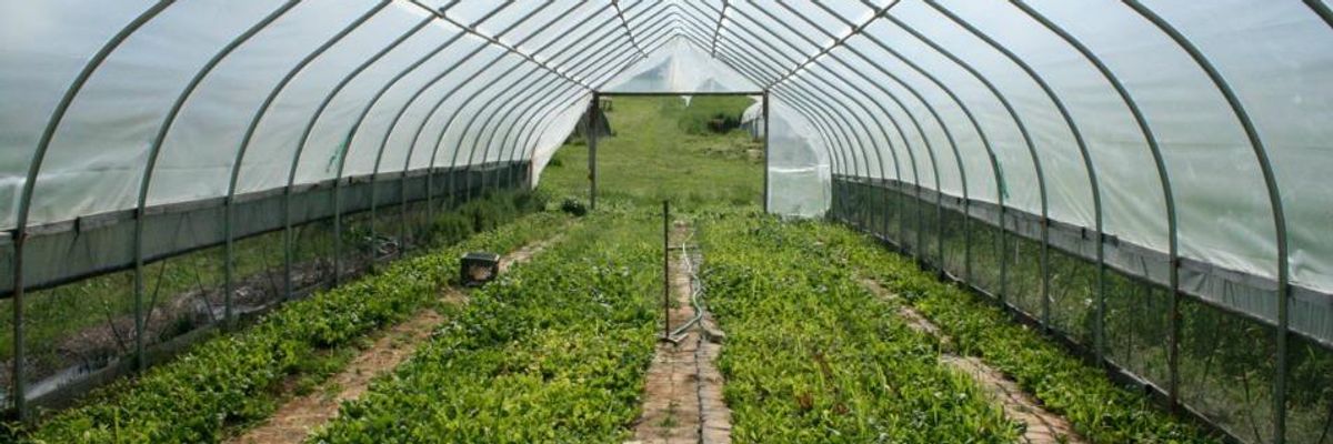 The True Root of Hunger: The Economics of Organic Farming