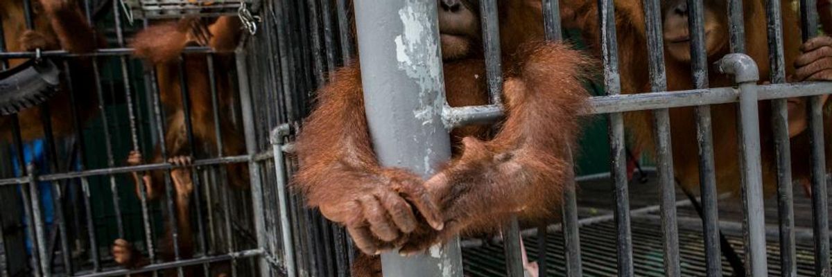 'Coming Mass Extinction' Caused by Human Destruction Could Wipe Out 1 Million Species, Warns UN Draft Report