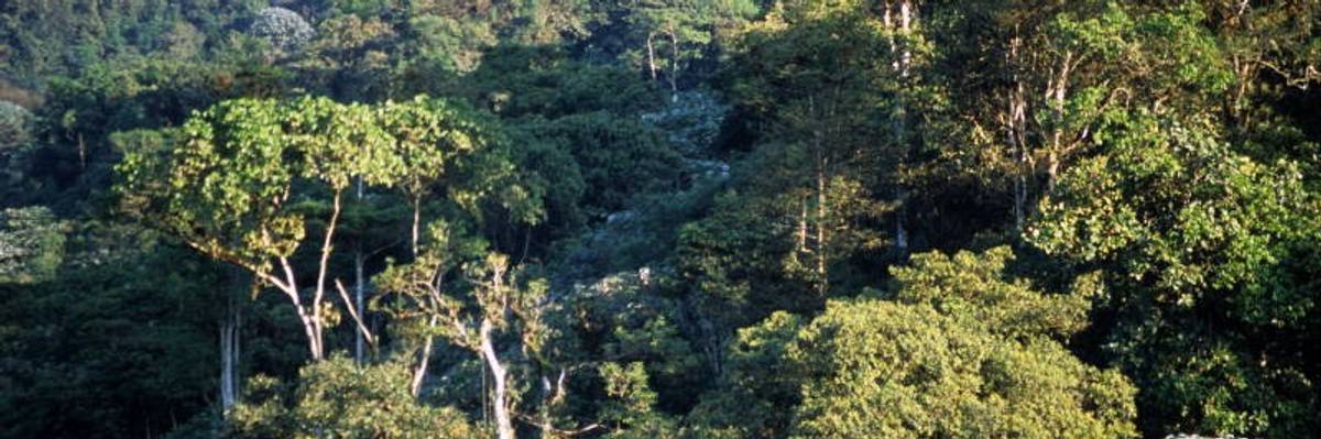 Sun hits trees in Ecuador reserve.