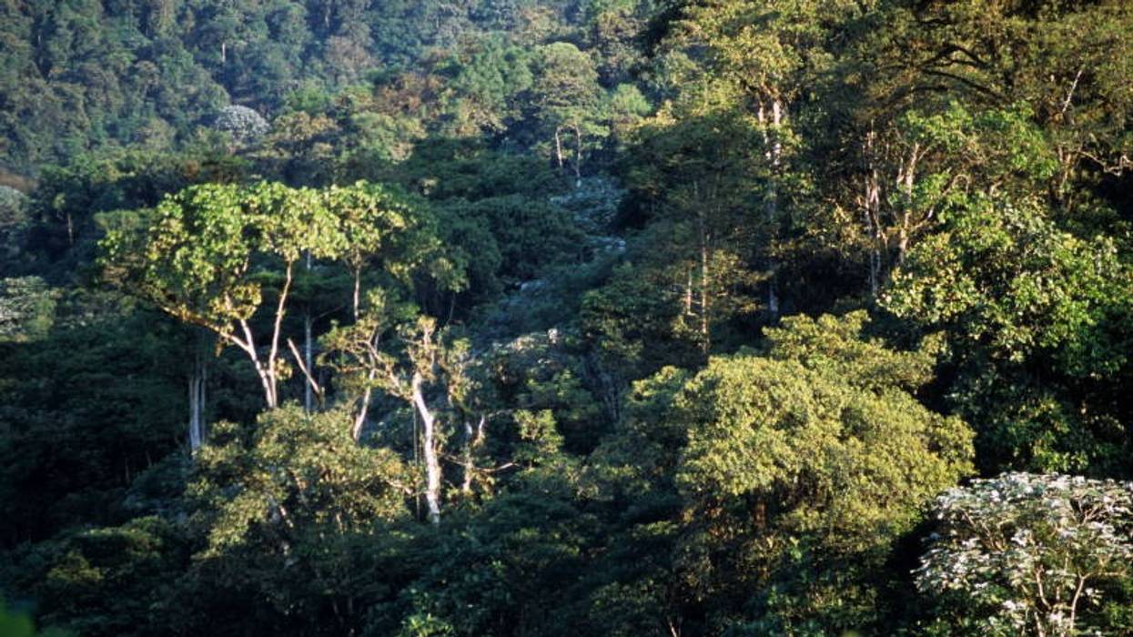 Sun hits trees in Ecuador reserve.
