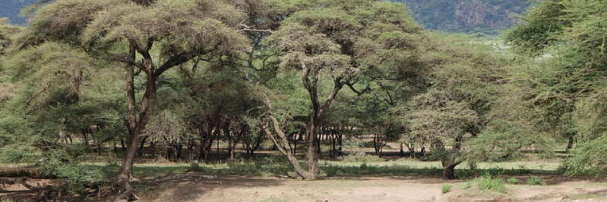 survival_international