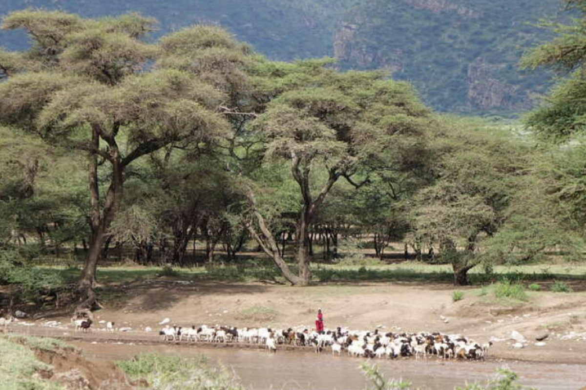10 reasons why Indigenous and tribal peoples are the world's best conservationists - Survival International