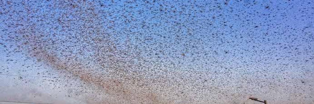 Warnings of 'Catastrophic Consequences' as Locust Swarms Hit India and Pakistan in Midst of Coronavirus Crisis