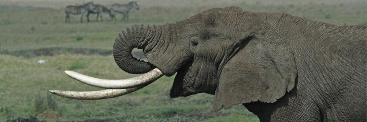 'A Good Day for Elephants': Ban on Domestic Ivory Trade Passes
