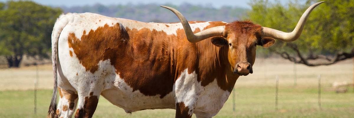 Texas longhorn.
