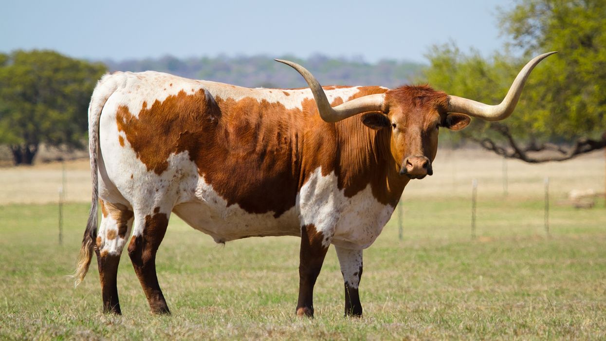 Texas longhorn.