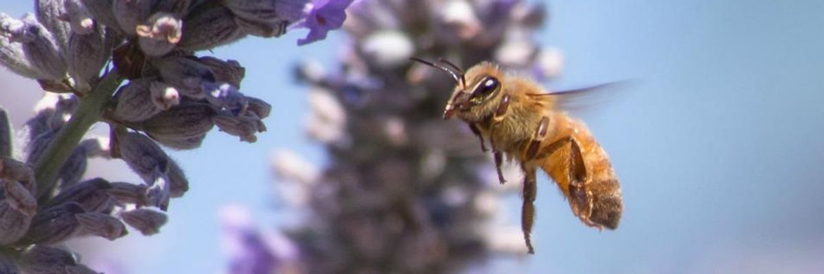 Seattle Says Yes to Compost, Yes to Bees